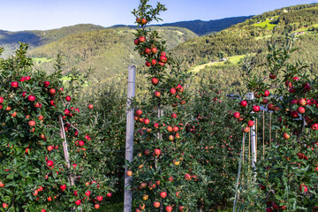 Apfelplantage im Etschtal