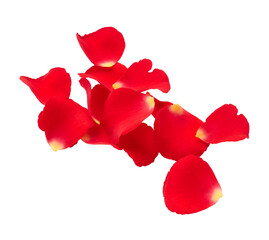 Petals of red roses isolated on white background