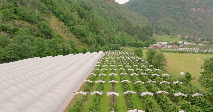 Rows of apple orchard and plastic tunnels on farm, Laerdal valley, Norway; drone
