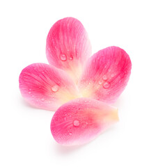 Fototapeta na wymiar Pink petals with drops of water isolated on white background