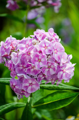 Lilac phlox