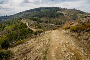 Devastated forest and stony road in the Mountains. The trail in the Beskid Mountains near Radziejowa.