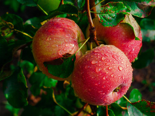 red apples with dew drops close-up