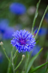 Cornflowers