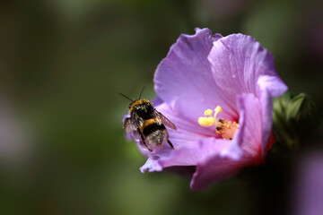Colorful summer flowers in the garden