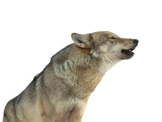 howling gray wolf, isolated on white background