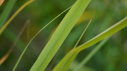Fototapeta na wymiar Lush Green Blades of Lemon Grass