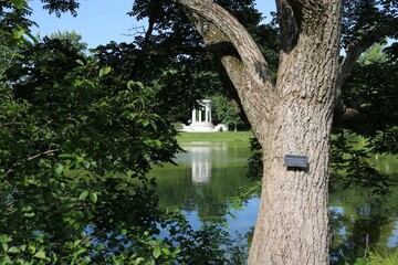 Amur cork tree in Mount Auburn Cemetery. Cambridge, Massachusetts, USA.