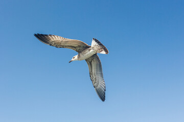 Big seagull in sky. Open wings with feathers