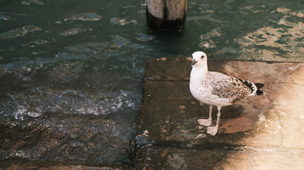 Venezianische M&ouml;we