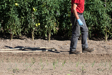 unrecognisable Caucasian man counting the leek plant he is putting in his vegetable garden. basque...