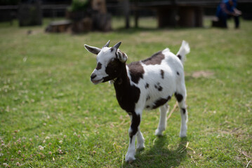 black and white goat on the meadow