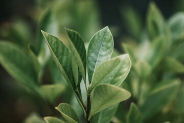 close up of green leaves