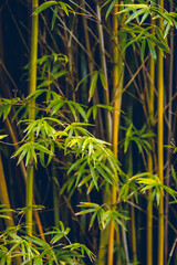 bamboo forest background