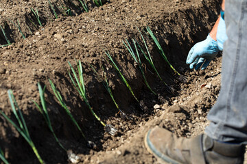 close-up of a man putting a leek plant in his vegetable garden. rural life, organic products