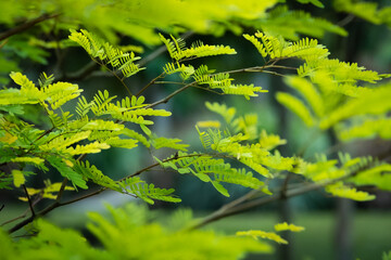 fern leaf in the forest