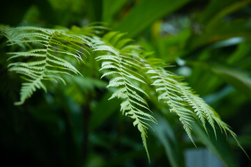 fern leaves