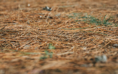 field of grass