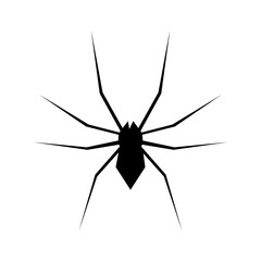 Spider Black Widow. Black bug spider silhouette, isolated white background