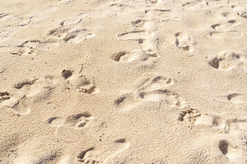 Fototapeta na wymiar Footprints in the sand at the sea