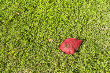 red leaf on grass. Fall Color Aspen Leaf on Grass