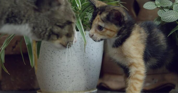 Cute chimera kitten with two-toned face sniffs and smells the head of an adult tabby cat. Curious and playful felines exploring environment, pet and animal care, housekeeping, domestic life concept.