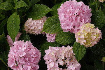 Hydrangea macrophylla, large-leaved pink hydrangea, close-up with dew drops