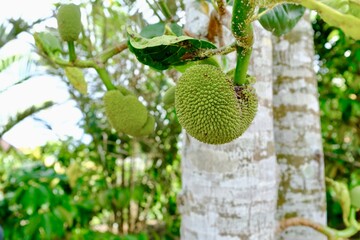 Jack Frucht in Bali Indonesien 