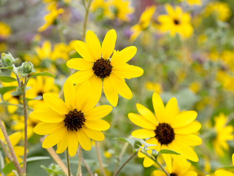 キンケイギク の画像 48 件の Stock 写真 ベクターおよびビデオ Adobe Stock キンケイギク の画像 48 件の Stock 写真 ベクターおよびビデオ Adobe Stock