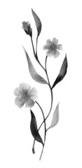 Ink illustration of flowers. Sumi-e, u-sin painting.