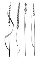 Collection of watercolor cereals. Illustration of delicate pastel, beige rye and grain in the sketch style. Elegant dried branches on a white background. Design of cards, invitations, covers, fabrics.