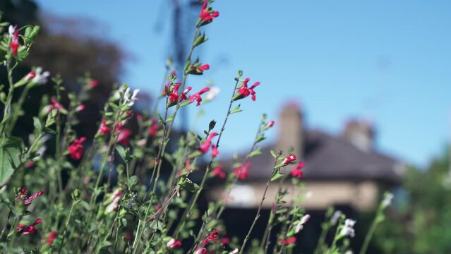 Red and white Salvia flowers gently moving in a light breeze with a warm feeling.