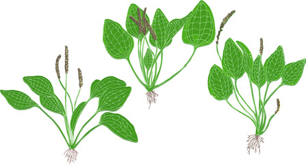 Plantain plant isolated on white background. Vector illustration of medicinal herb in cartoon flat style. Plantago