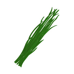 Vector Colorful Illustration of Green Onion Isolated on White Background