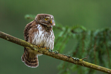 Sperlingskauz (Glaucidium passerinum)