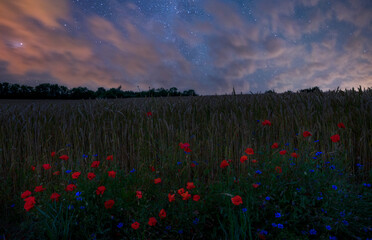 Poppy fields at night.