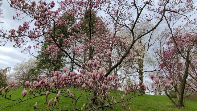 Close up wide angle view of fresh pink flowers on trees, blossoming during spring season.