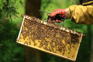 Beekeeper removing honeycomb from beehive