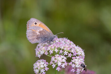 The small heath - Coenonympha pamphilus - resting on Seseli montanum