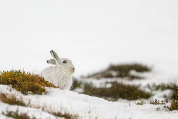 Fotobehang Cute mountain hare sitting in the white snow storm © Tapiopix/Wirestock Creators