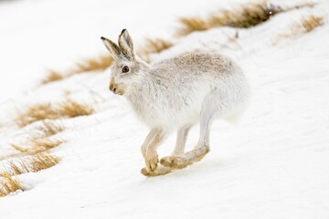 Closeup of a mountain hare running in the white snow