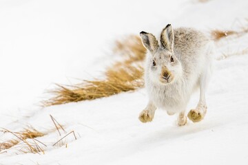 Closeup of a mountain hare running in the white snow