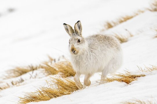 Closeup of a mountain hare running in the white snow