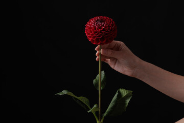 female hand holds one red dahlia flower on a dark background, layout for congratulations