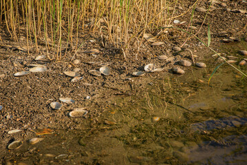 Lake shells by the shore in grass, cracked open.