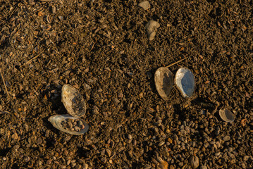 Lake shells by the shore in grass, cracked open.