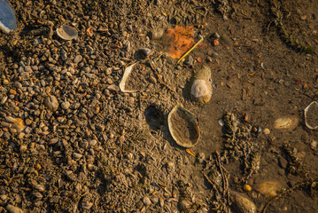 Lake shells by the shore in grass, cracked open.