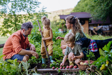 Farmer family harvesting potatoes together in garden in summer.