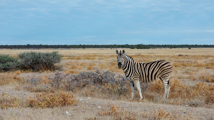 Alert Zebra  standing in the early morning light