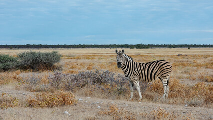 Obraz na płótnie Canvas Alert Zebra standing in the early morning light